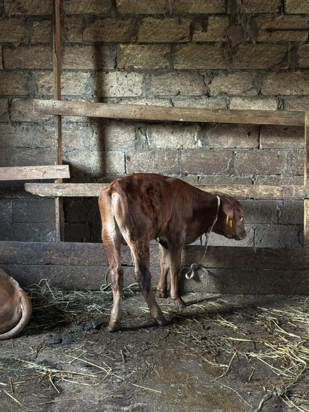 buzovlar — Heyvanlar, Quşlar, Balıqlar, Sumqayıt