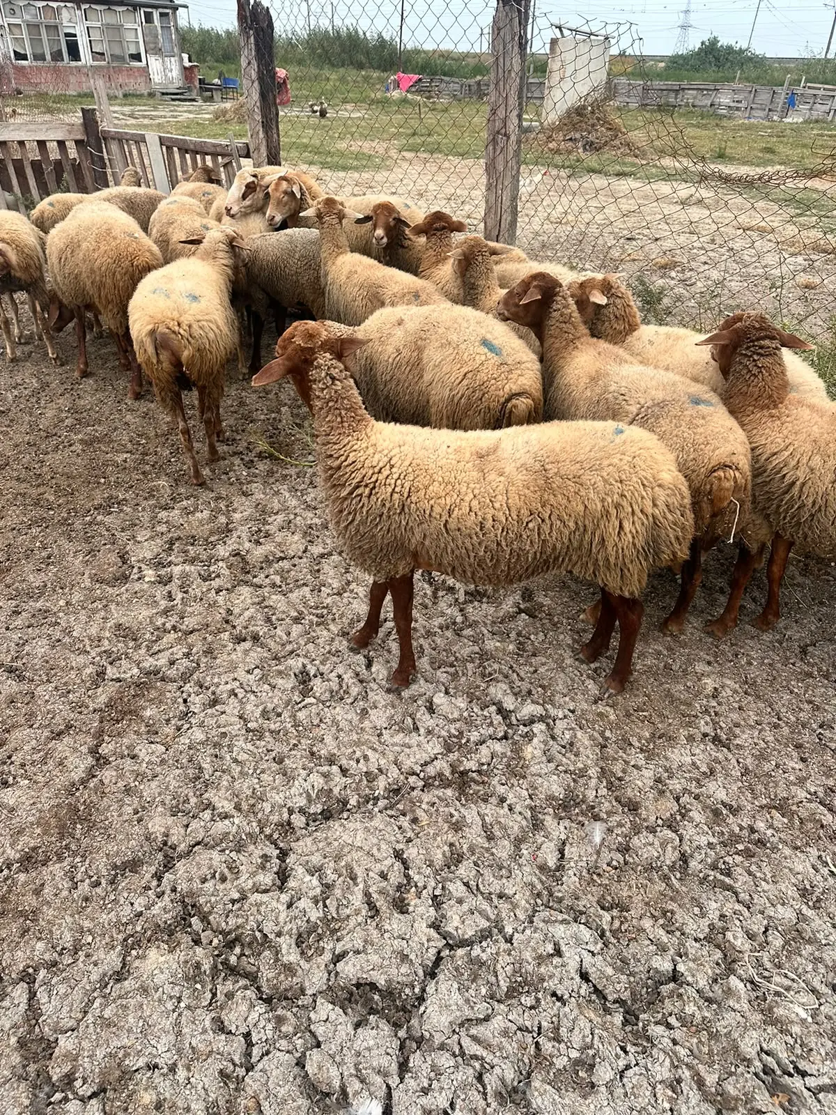 Qoyunlar — Heyvanlar, Quşlar, Balıqlar, Şabran