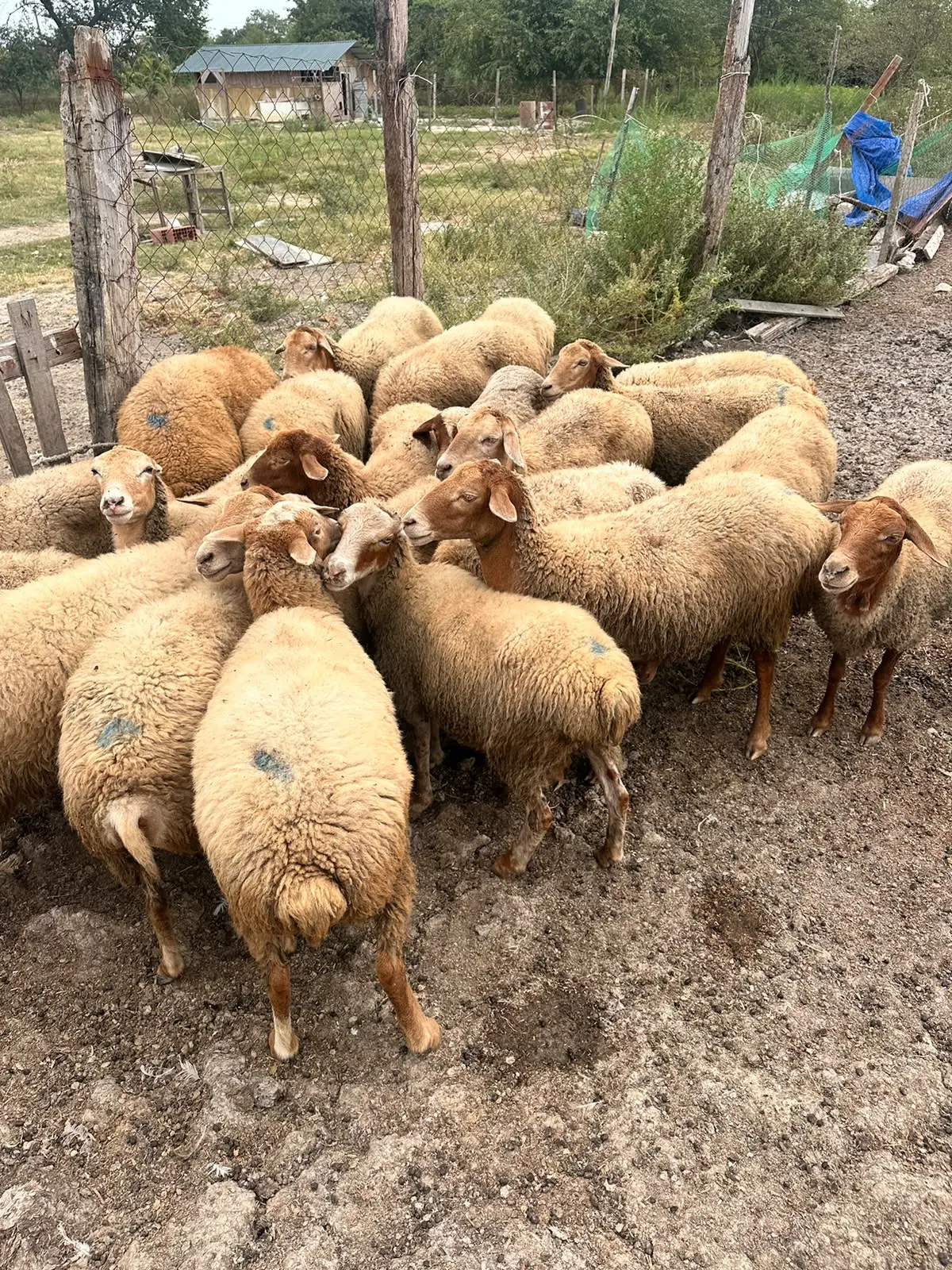 Qoyunlar — Heyvanlar, Quşlar, Balıqlar, Şabran