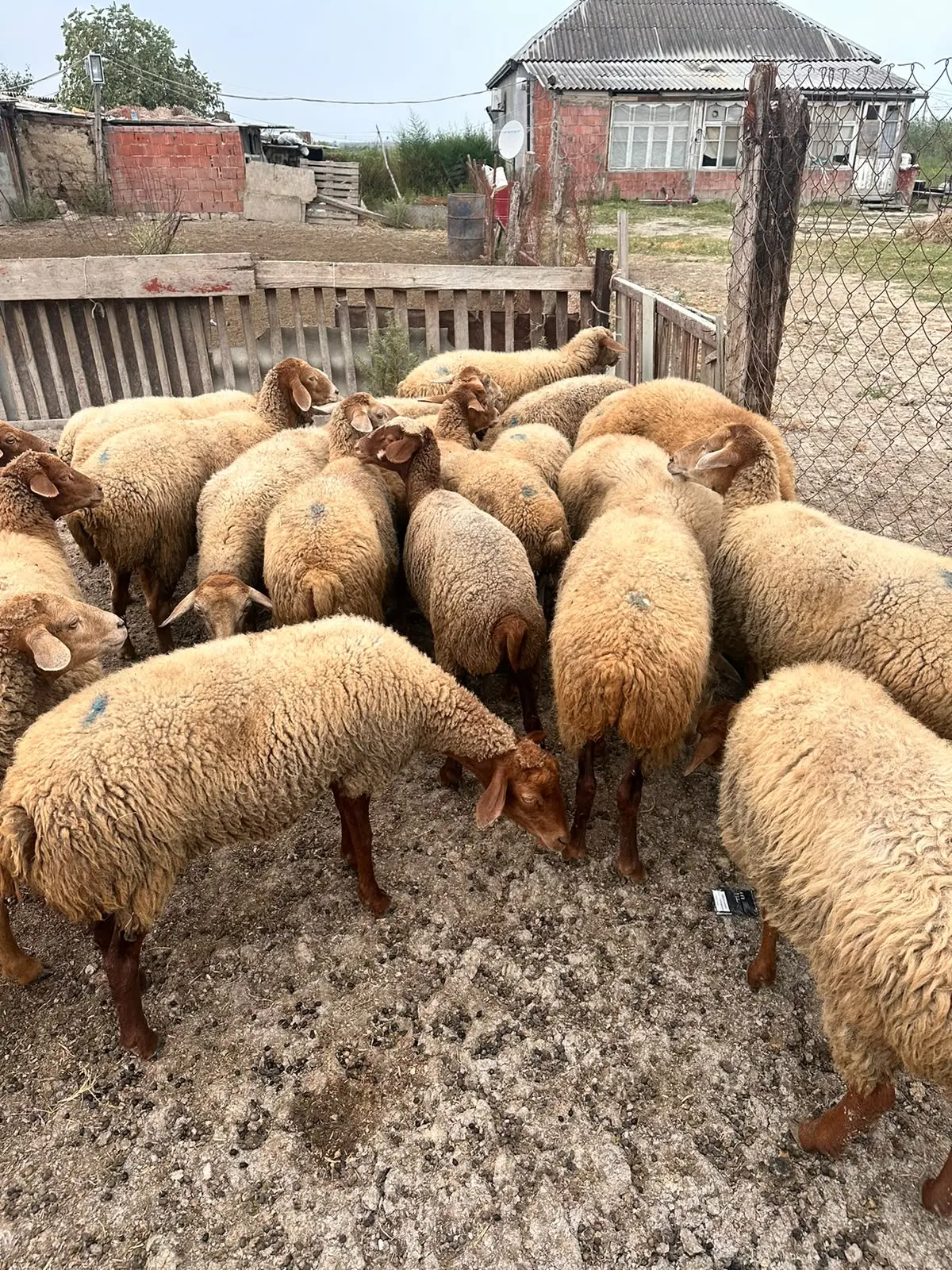 Qoyunlar — Heyvanlar, Quşlar, Balıqlar, Şabran