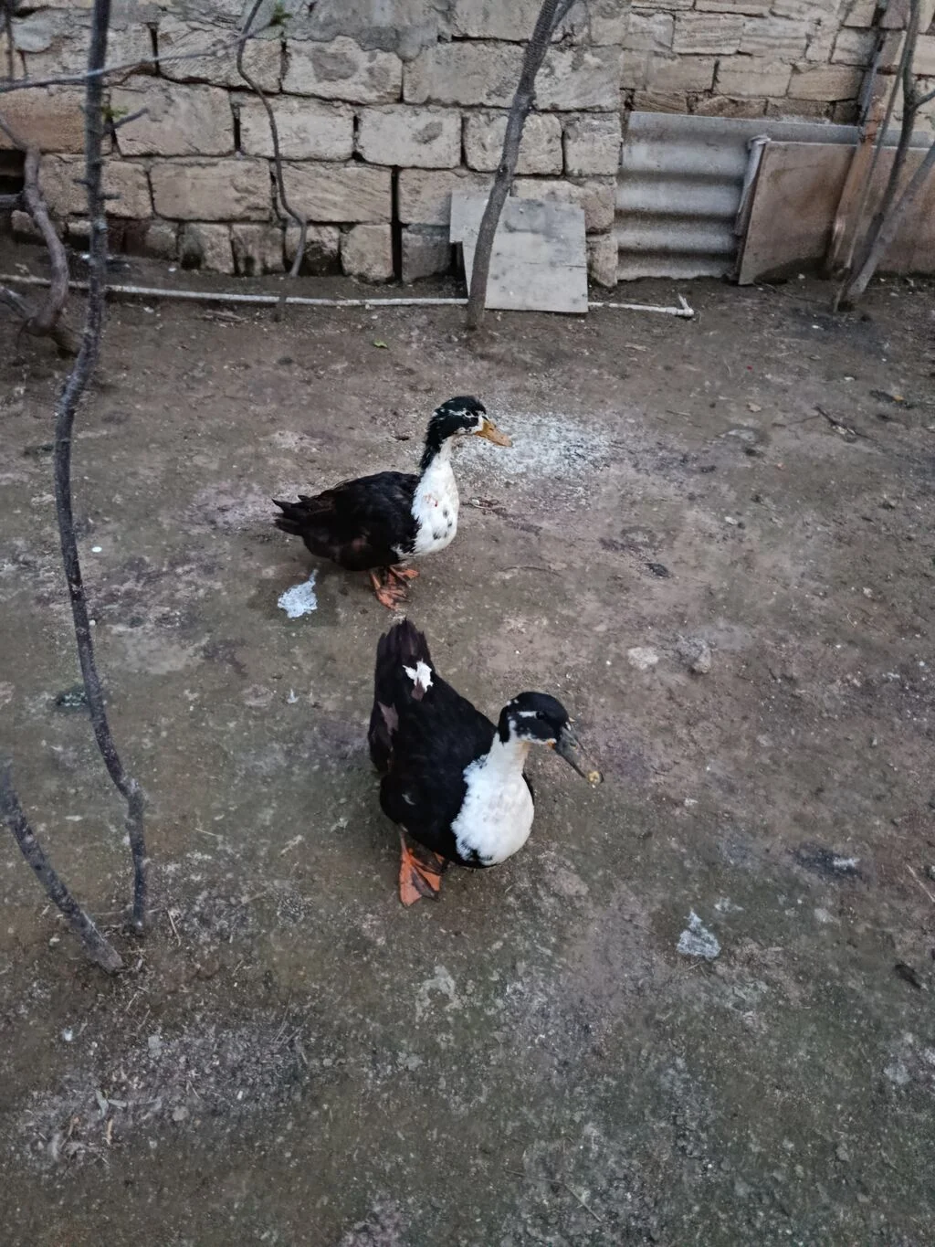 Ördək — Heyvanlar, Quşlar, Balıqlar, Sumqayıt