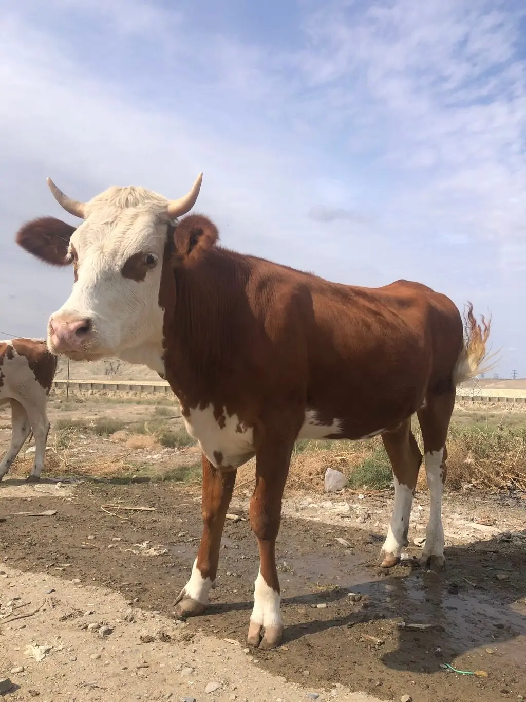 İnəklər — Heyvanlar, Quşlar, Balıqlar, Bakı