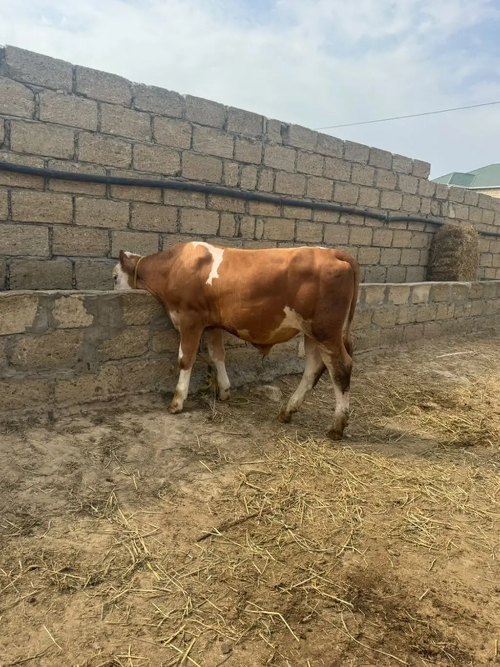 Danalar — Heyvanlar, Quşlar, Balıqlar, Sumqayıt