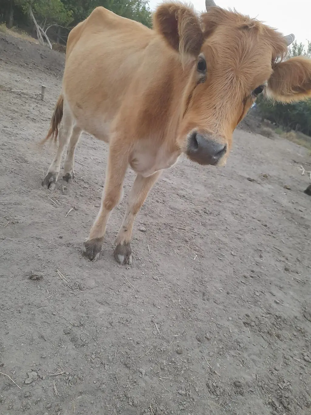 Dana — Heyvanlar, Quşlar, Balıqlar, Ağsu