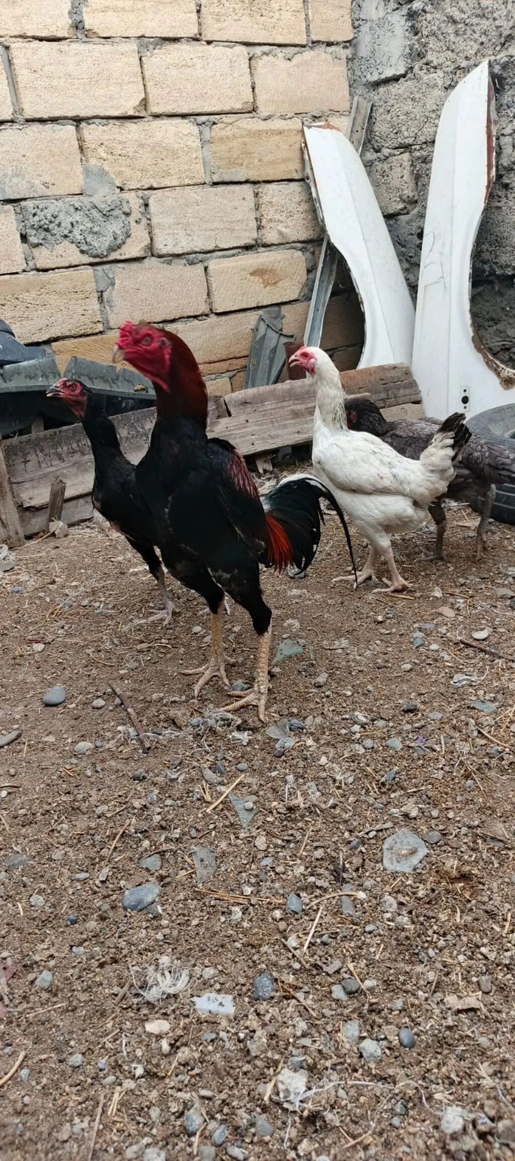 XORUZ — Heyvanlar, Quşlar, Balıqlar, Mingəçevir