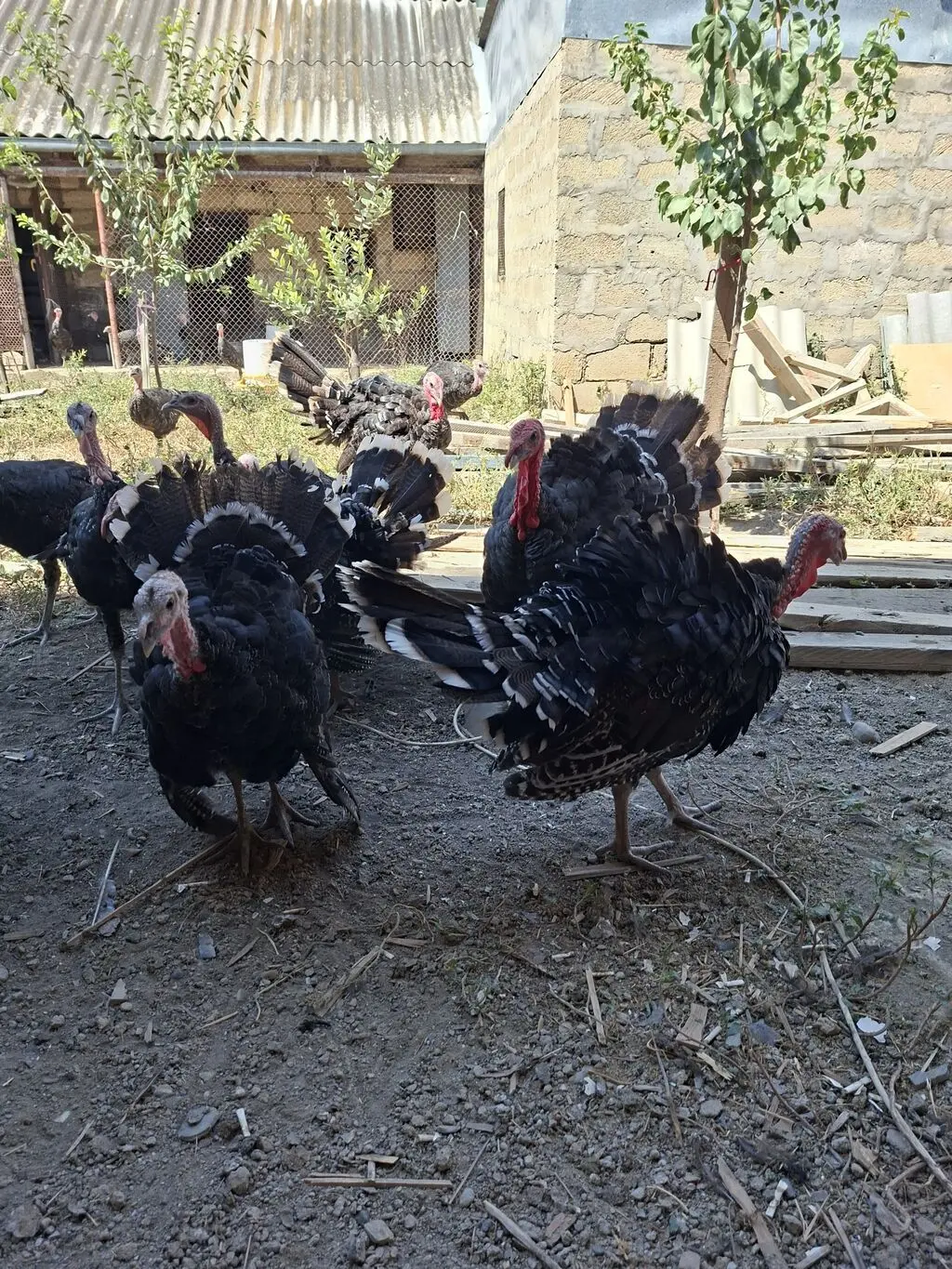 Hinduşkalar — Heyvanlar, Quşlar, Balıqlar, Şirvan