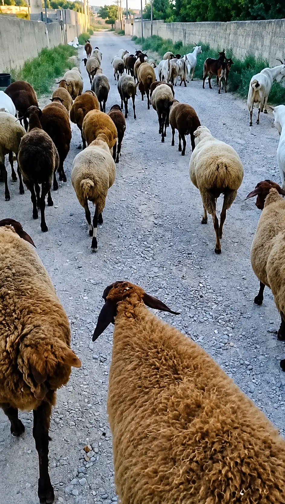 Qoyunlar — Heyvanlar, Quşlar, Balıqlar, Bakı