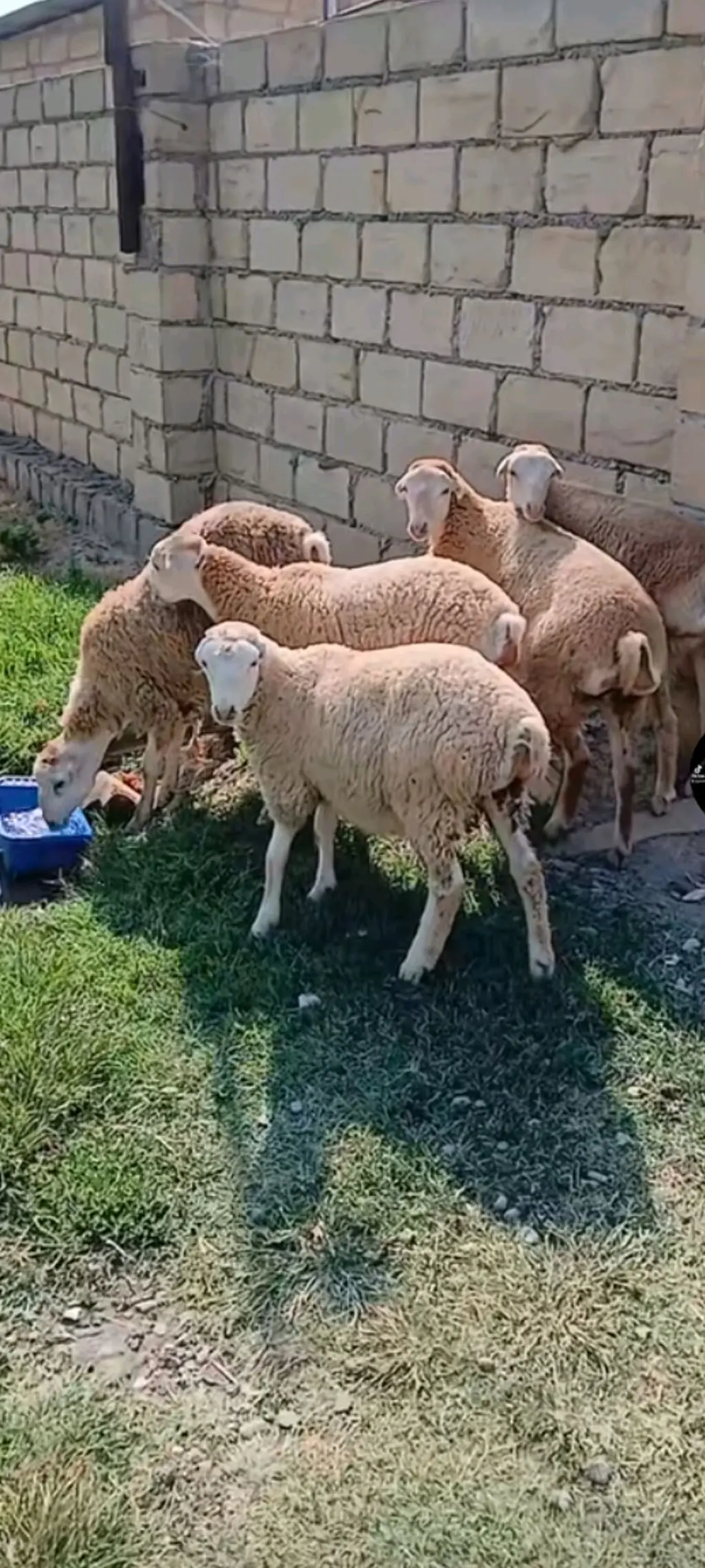 Qoyunlar — Heyvanlar, Quşlar, Balıqlar, Bakı
