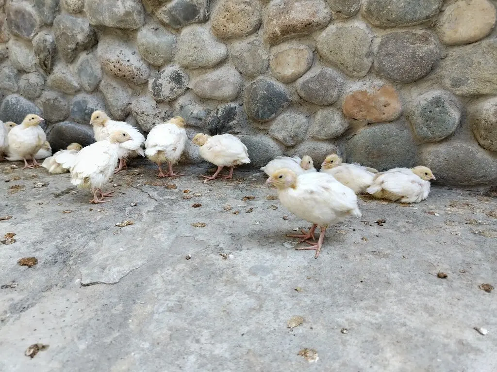 BiLDİRÇİN — Heyvanlar, Quşlar, Balıqlar, Xırdalan