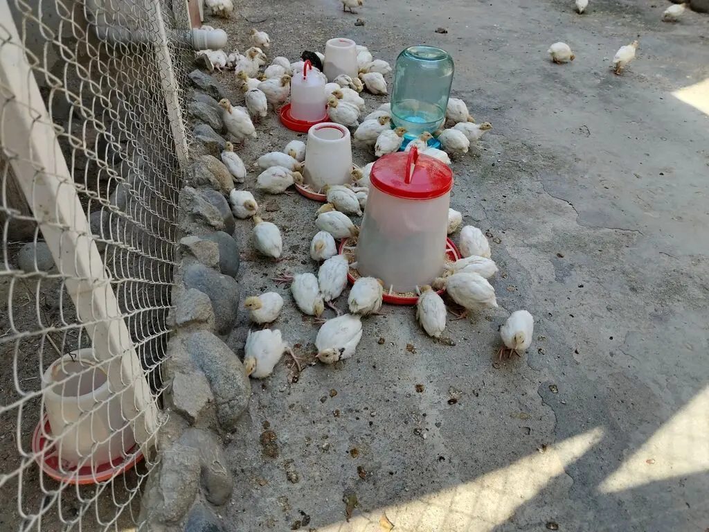 BiLDİRÇİN — Heyvanlar, Quşlar, Balıqlar, Xırdalan