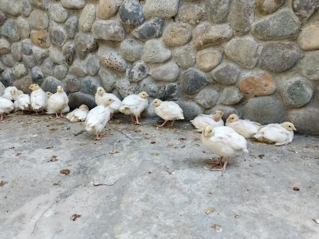 BiLDİRÇİN — Heyvanlar, Quşlar, Balıqlar, Xırdalan