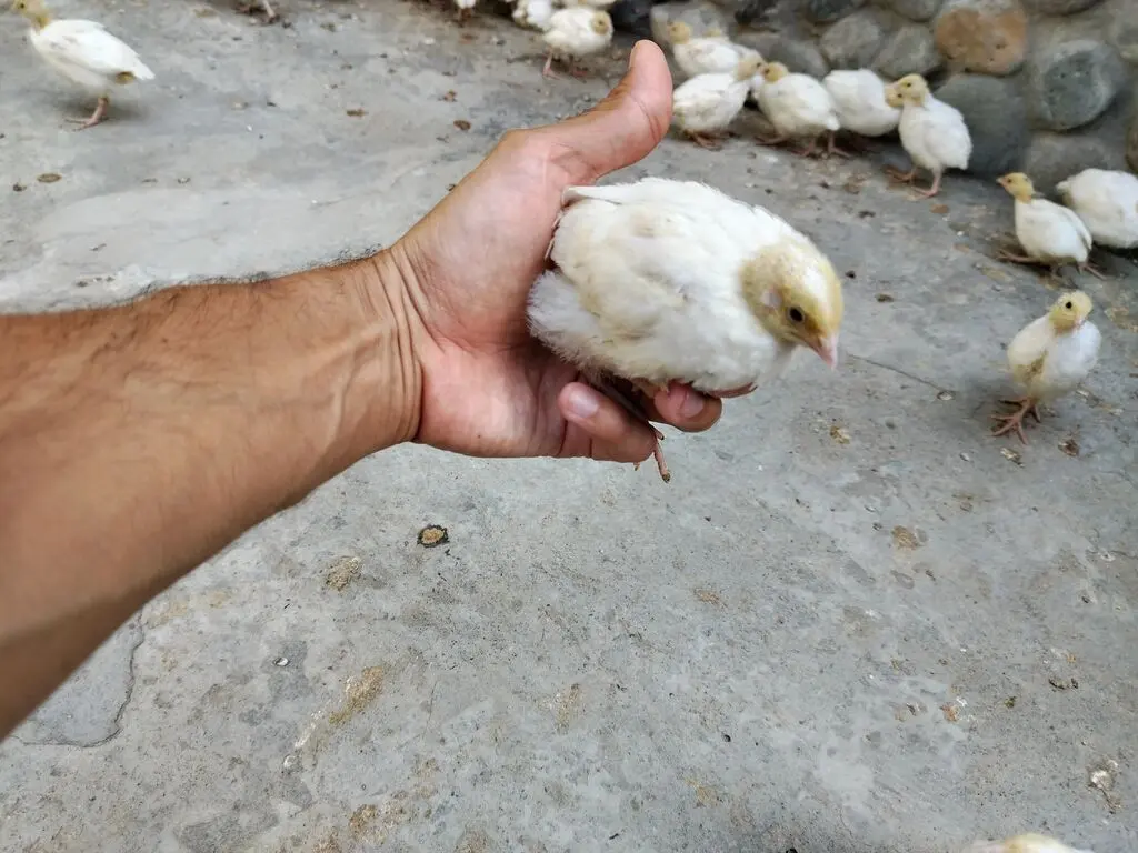 BiLDİRÇİN — Heyvanlar, Quşlar, Balıqlar, Xırdalan