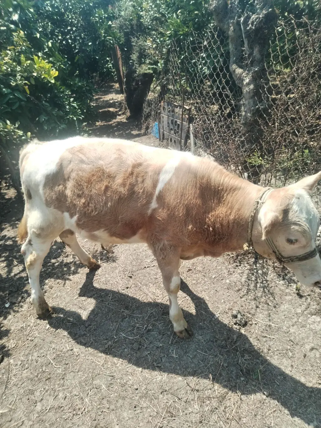 Dana — Heyvanlar, Quşlar, Balıqlar, Astara
