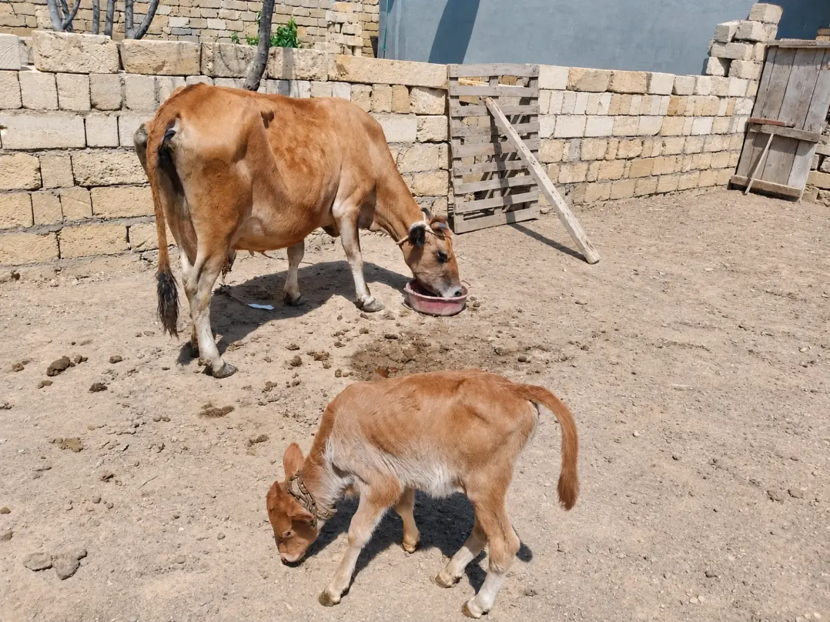 Balalı inək — Heyvanlar, Quşlar, Balıqlar, Bakı