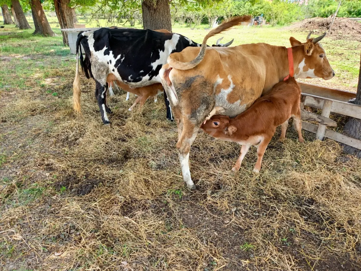 İnəklər — Heyvanlar, Quşlar, Balıqlar, Xaçmaz