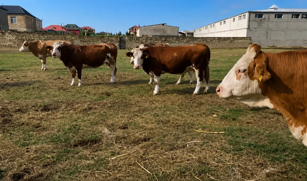 İnəklər — Heyvanlar, Quşlar, Balıqlar, Bakı