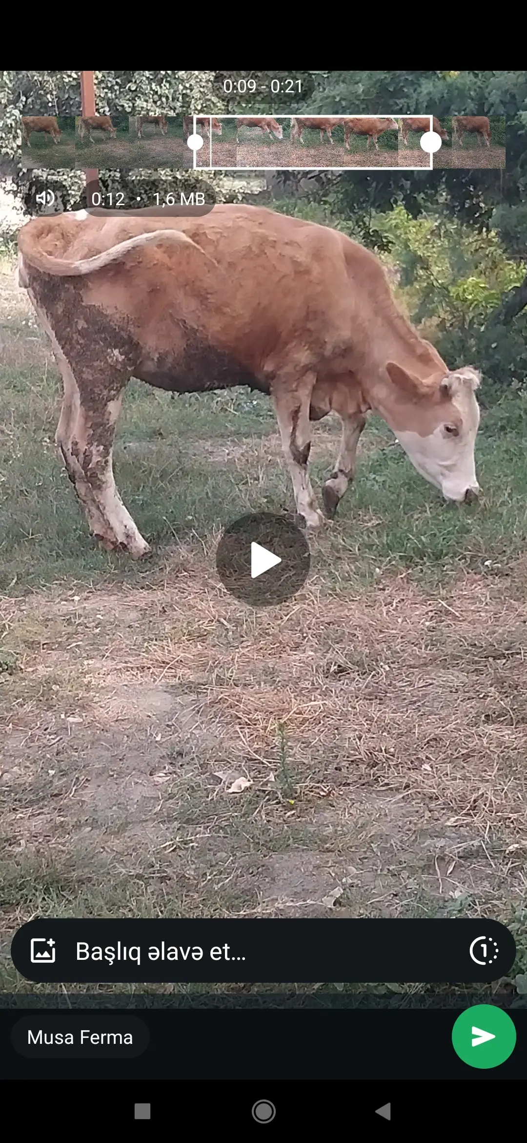Dana — Heyvanlar, Quşlar, Balıqlar, Xaçmaz