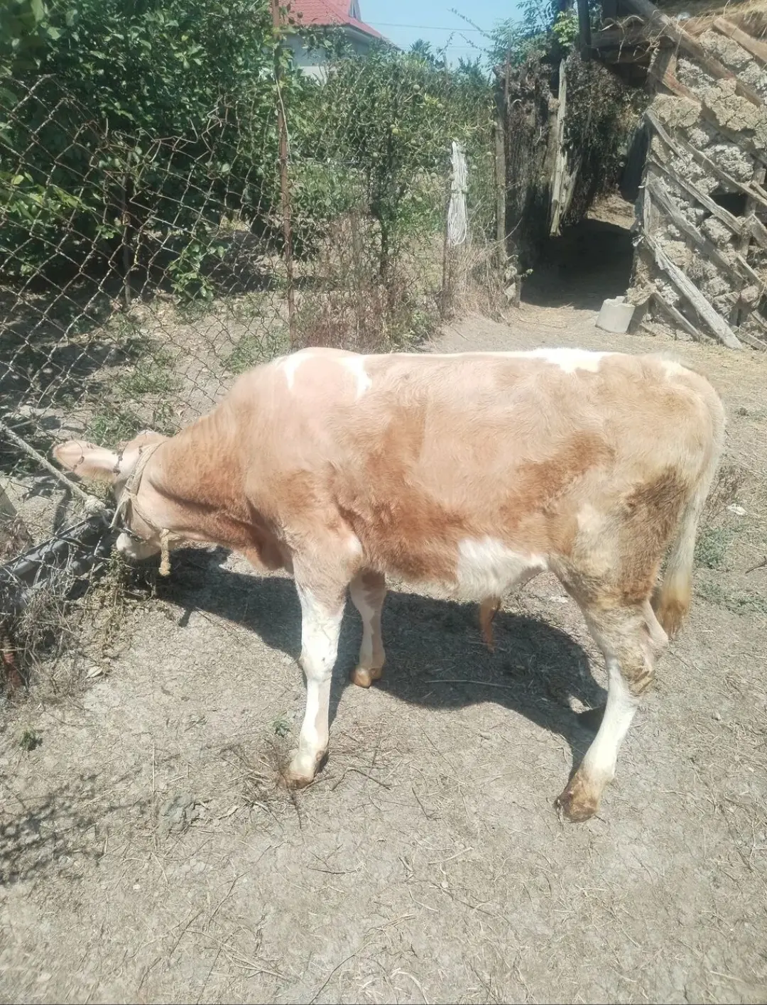 Buzov — Heyvanlar, Quşlar, Balıqlar, Astara