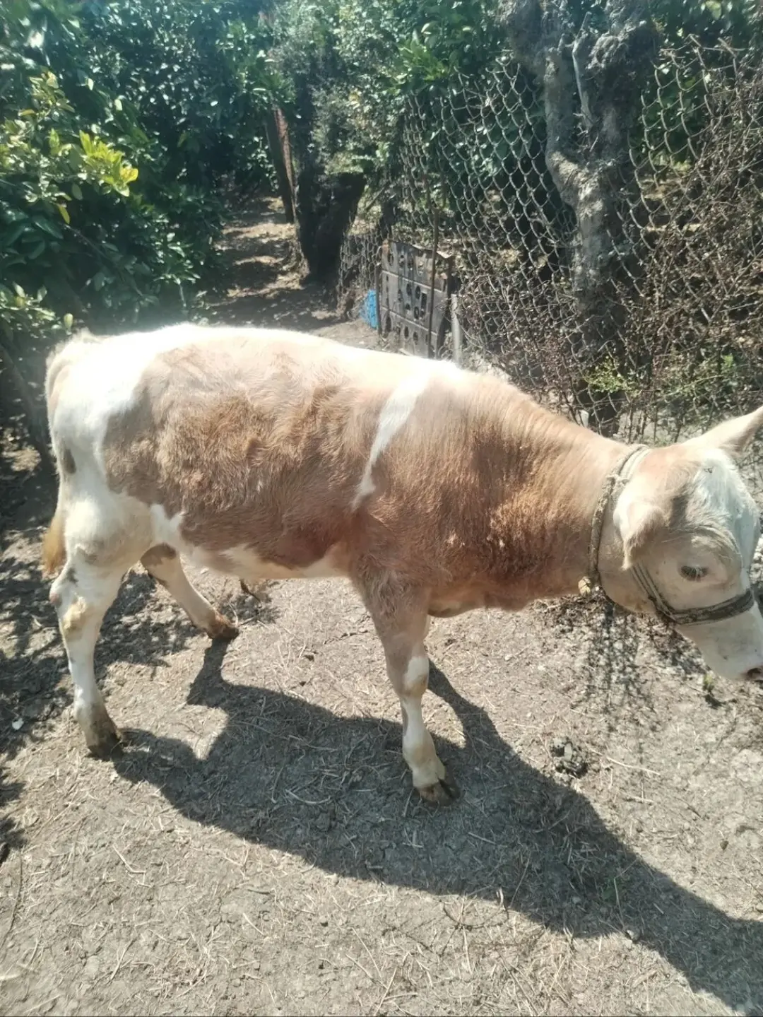 Buzov — Heyvanlar, Quşlar, Balıqlar, Astara