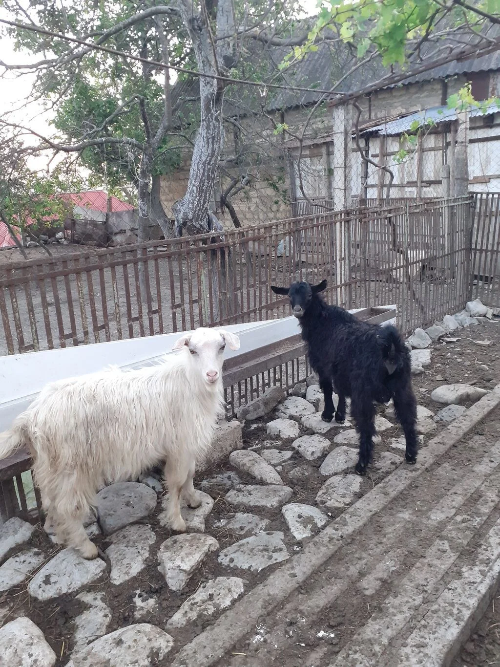 Çəpiş — Heyvanlar, Quşlar, Balıqlar, Şamaxı