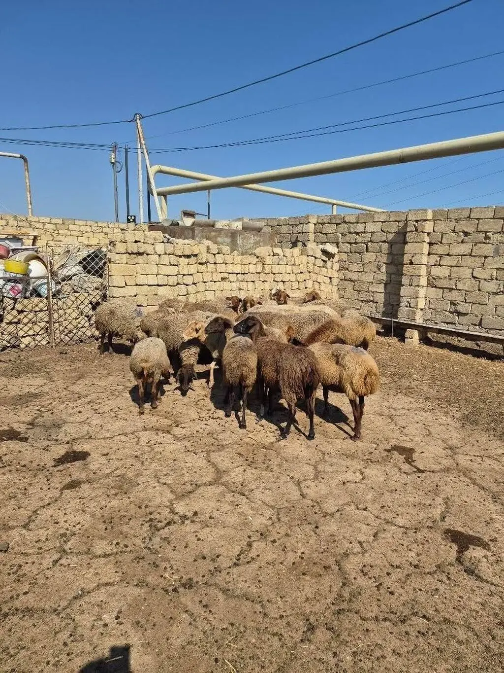 Qoyunlar — Heyvanlar, Quşlar, Balıqlar, Bakı