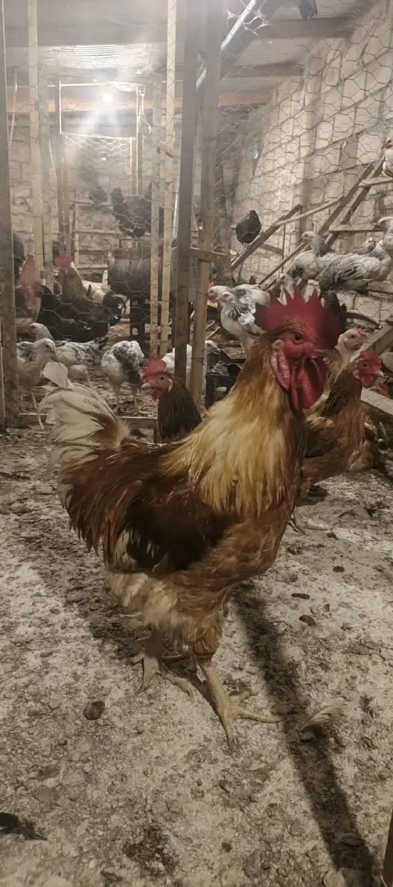 TOYUQLAR — Heyvanlar, Quşlar, Balıqlar, Gəncə