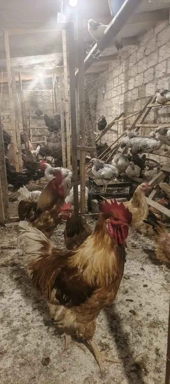 TOYUQLAR — Heyvanlar, Quşlar, Balıqlar, Gəncə