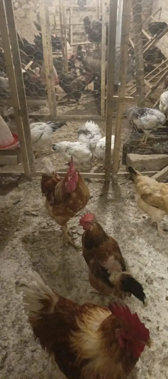 TOYUQLAR — Heyvanlar, Quşlar, Balıqlar, Gəncə