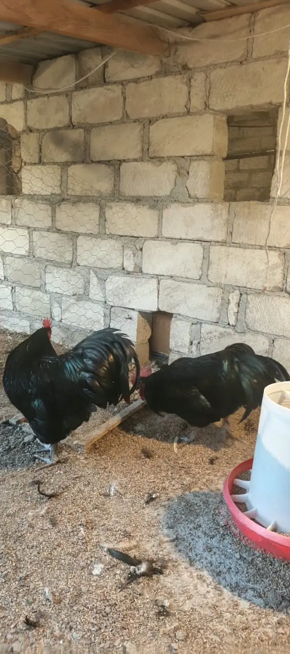 TOYUQLAR — Heyvanlar, Quşlar, Balıqlar, Gəncə