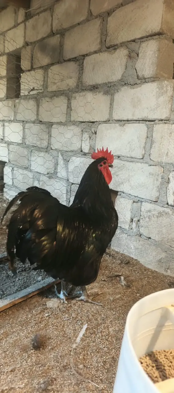 TOYUQLAR — Heyvanlar, Quşlar, Balıqlar, Gəncə