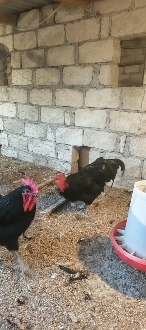 TOYUQLAR — Heyvanlar, Quşlar, Balıqlar, Gəncə