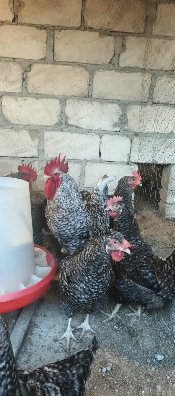 TOYUQLAR — Heyvanlar, Quşlar, Balıqlar, Gəncə