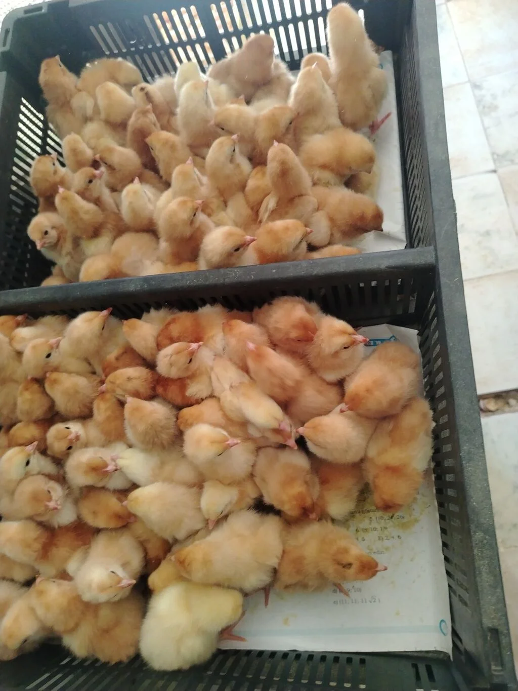 Cücə — Heyvanlar, Quşlar, Balıqlar, Bakı