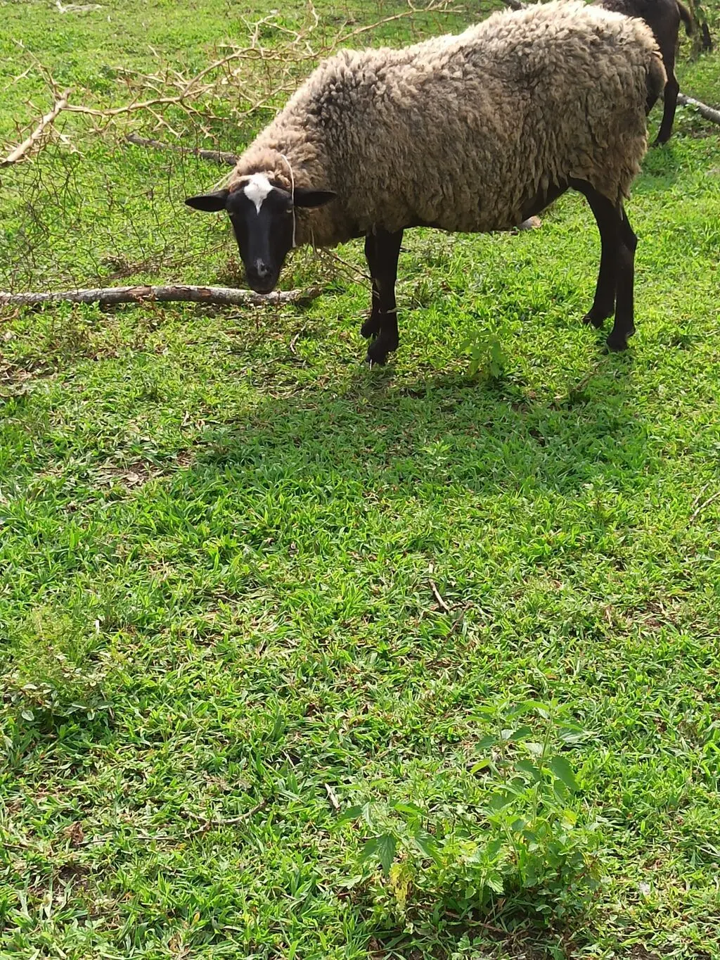 Qoyunlar — Heyvanlar, Quşlar, Balıqlar, Zaqatala