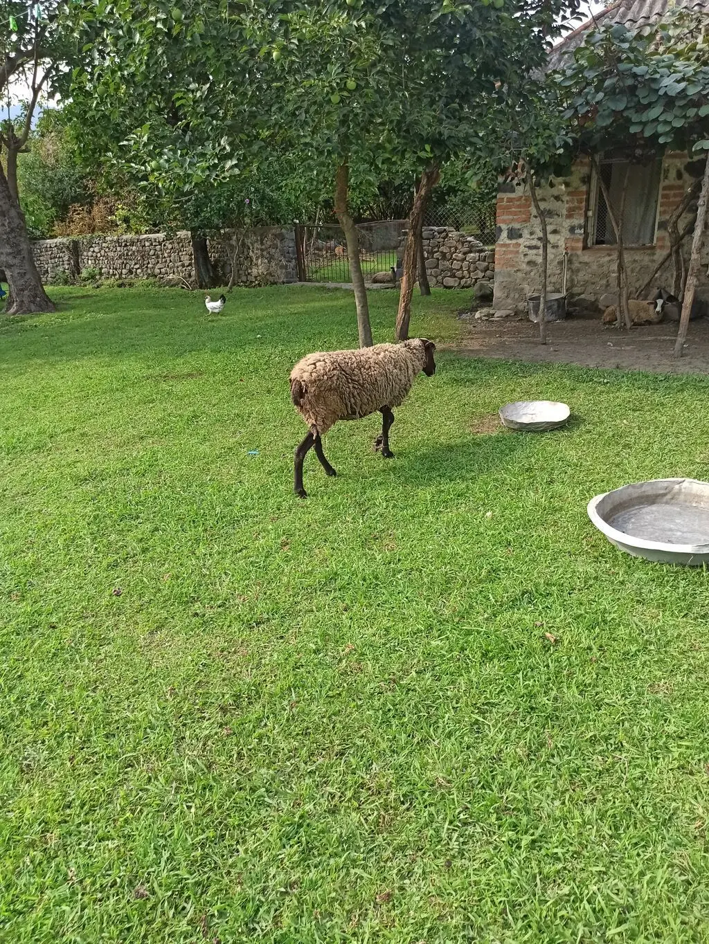 Qoyunlar — Heyvanlar, Quşlar, Balıqlar, Zaqatala