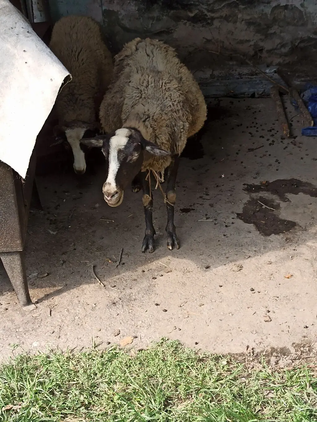 Qoyunlar — Heyvanlar, Quşlar, Balıqlar, Zaqatala