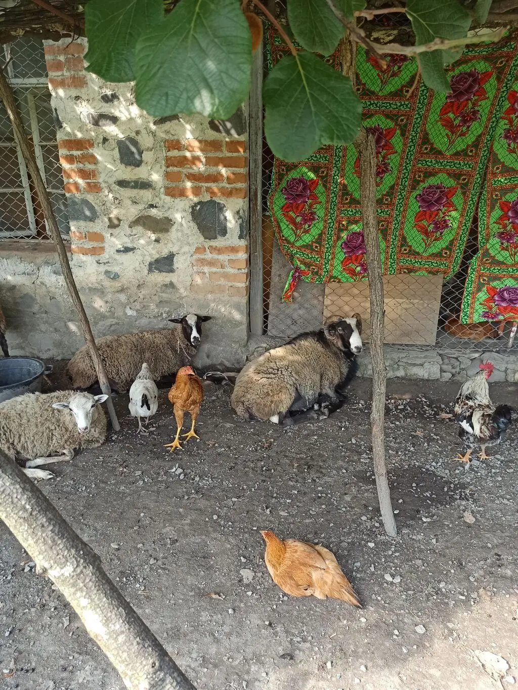 Qoyunlar — Heyvanlar, Quşlar, Balıqlar, Zaqatala