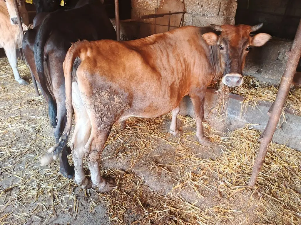 İnəklər — Heyvanlar, Quşlar, Balıqlar, Bakı