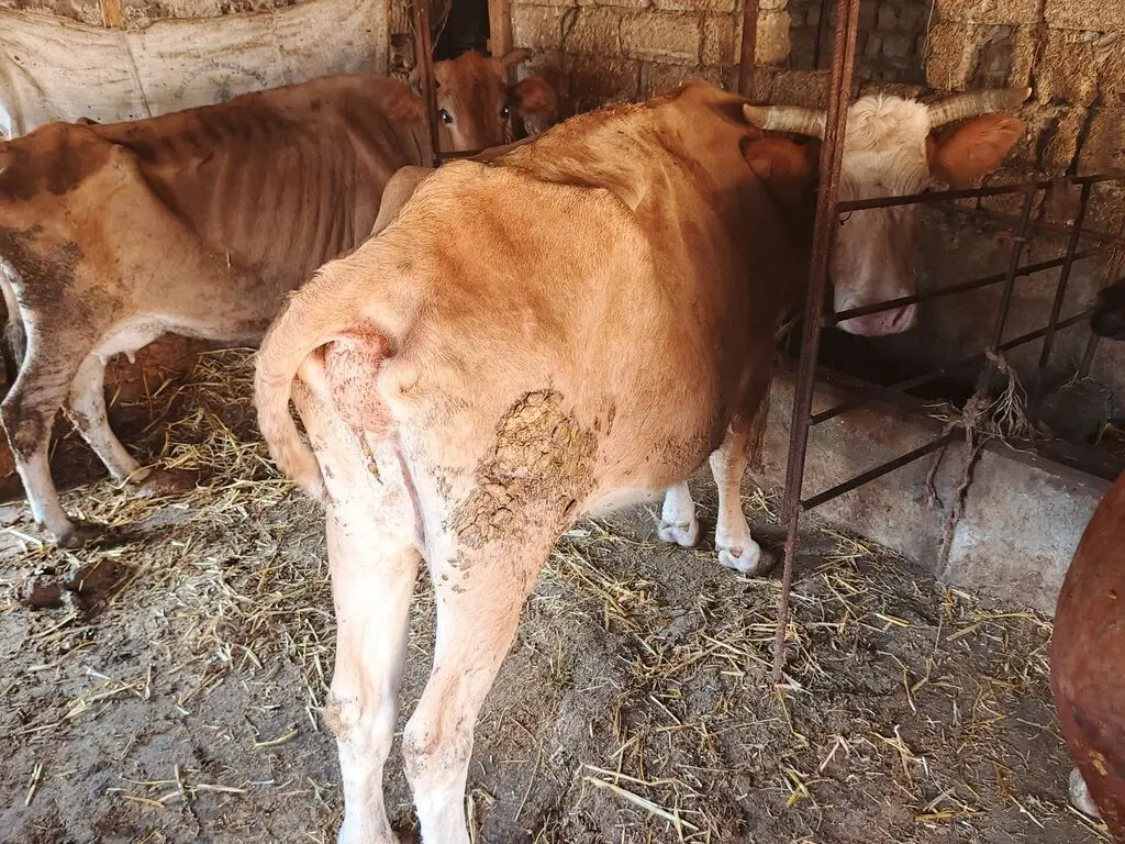 İnəklər — Heyvanlar, Quşlar, Balıqlar, Bakı