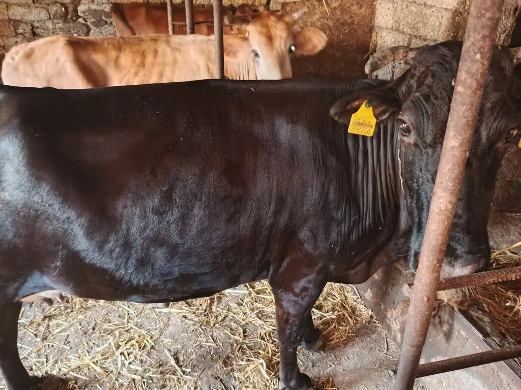 İnəklər — Heyvanlar, Quşlar, Balıqlar, Bakı