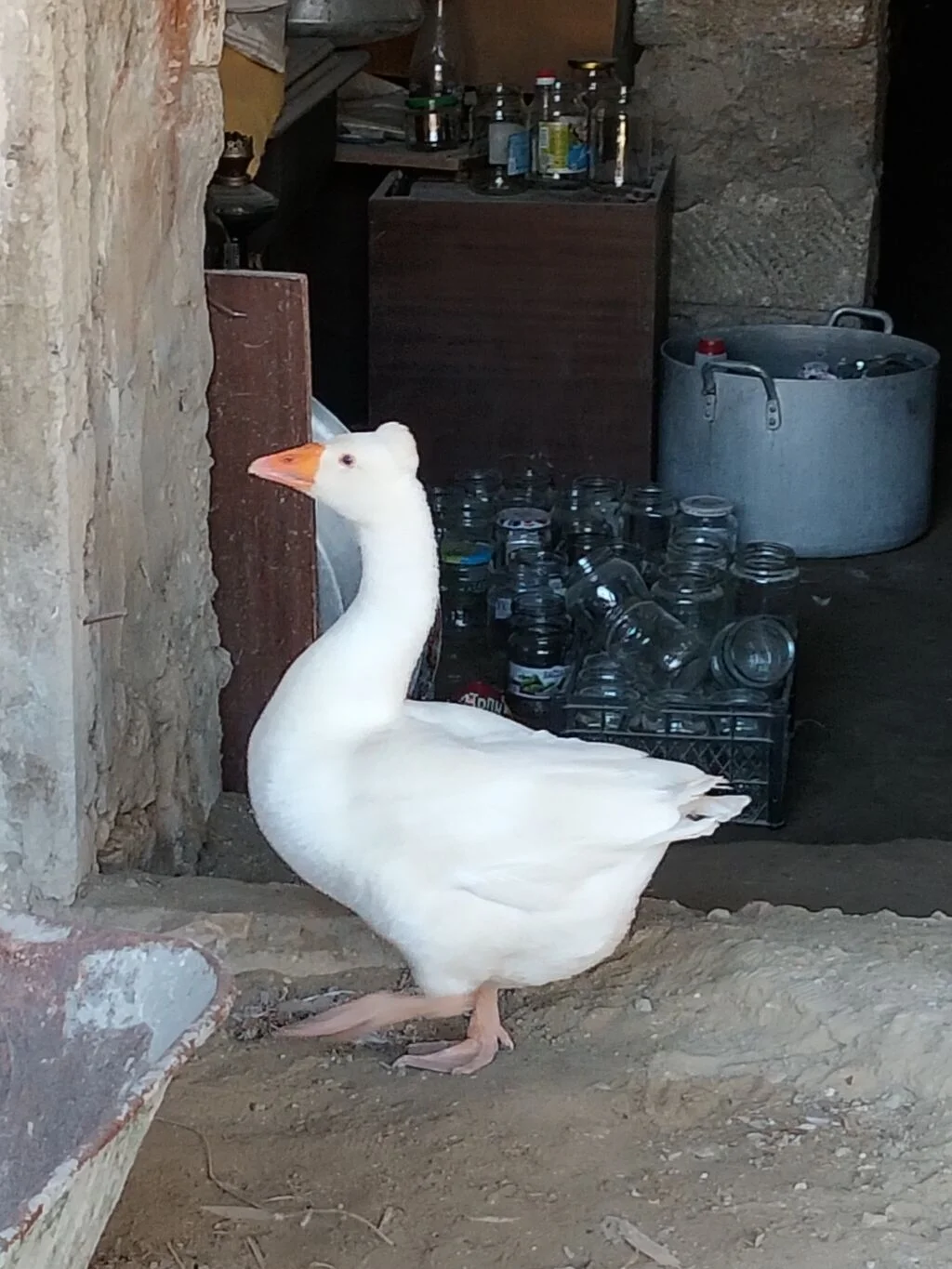 Qaz — Heyvanlar, Quşlar, Balıqlar, Bakı
