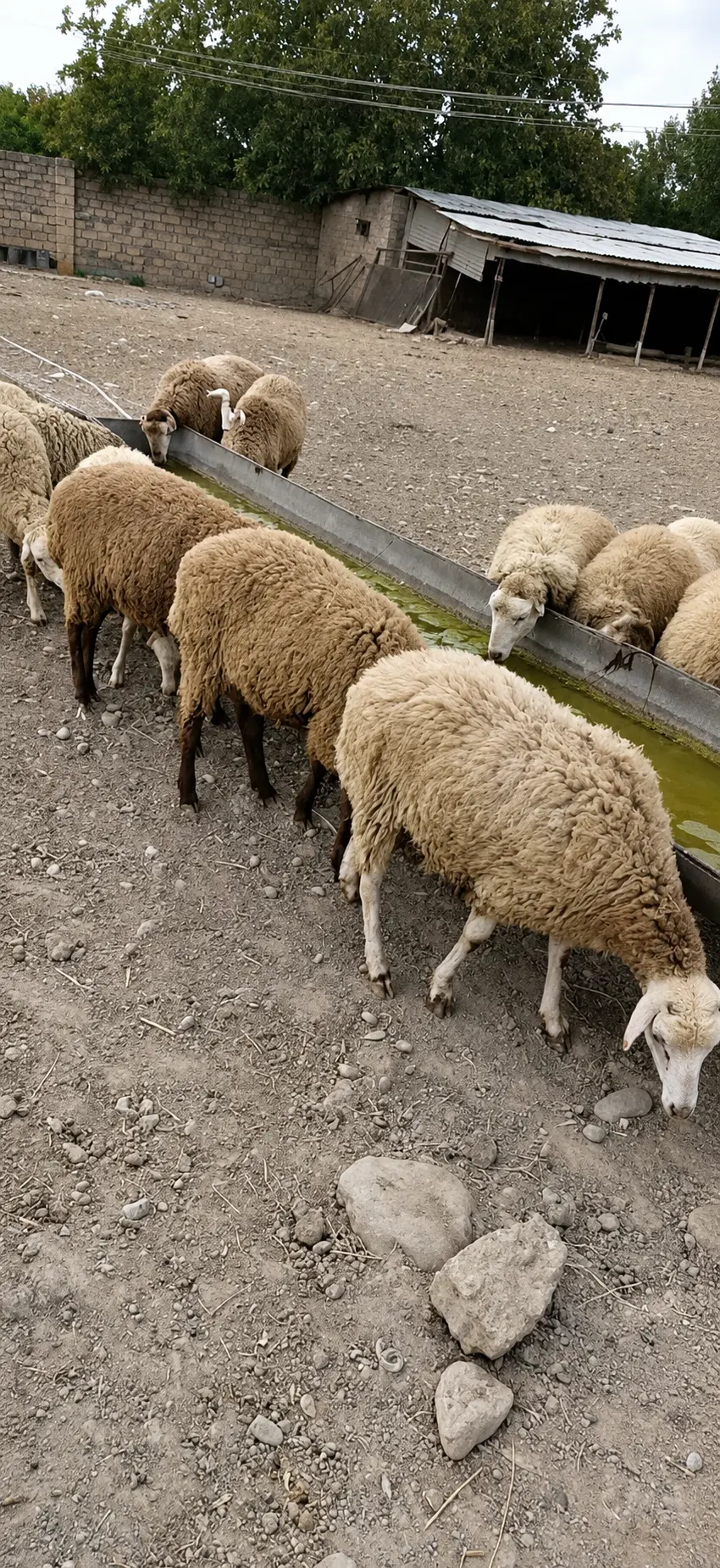 Quzular — Heyvanlar, Quşlar, Balıqlar, Yevlax