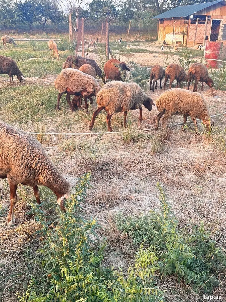 Qoyunlar — Heyvanlar, Quşlar, Balıqlar, Şabran