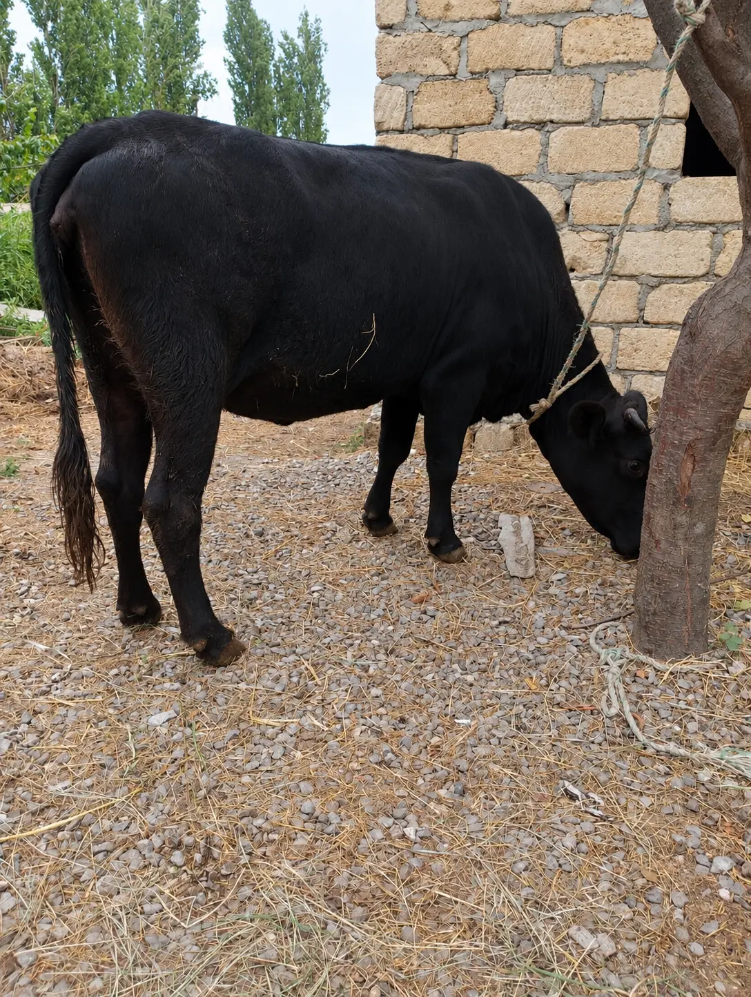 İnək — Heyvanlar, Quşlar, Balıqlar, Quba