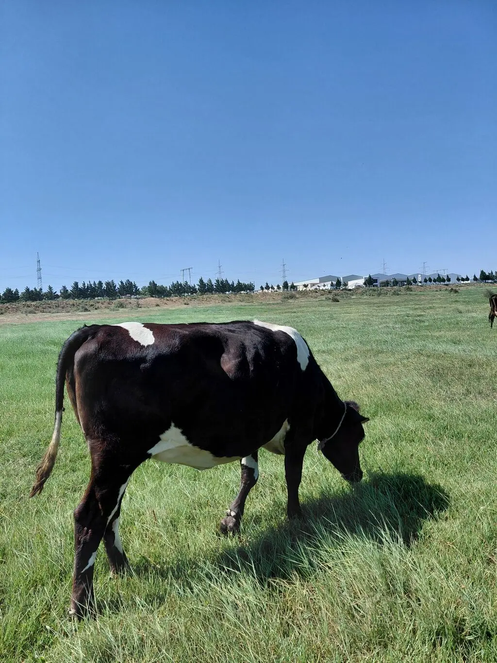 İnək — Heyvanlar, Quşlar, Balıqlar, Bakı