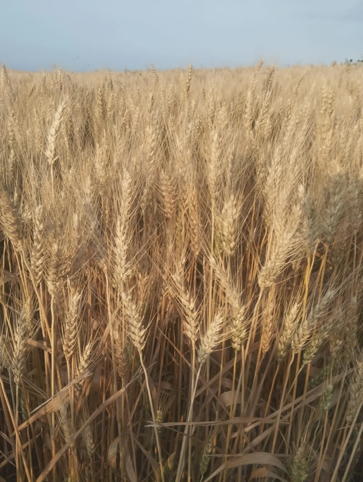 BUĞDA — Dənlilər, Otlar Yemlər,  Bitkilər, Şəmkir
