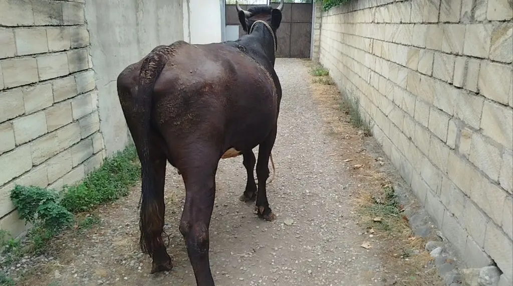 Balalı inək — Heyvanlar, Quşlar, Balıqlar, Quba