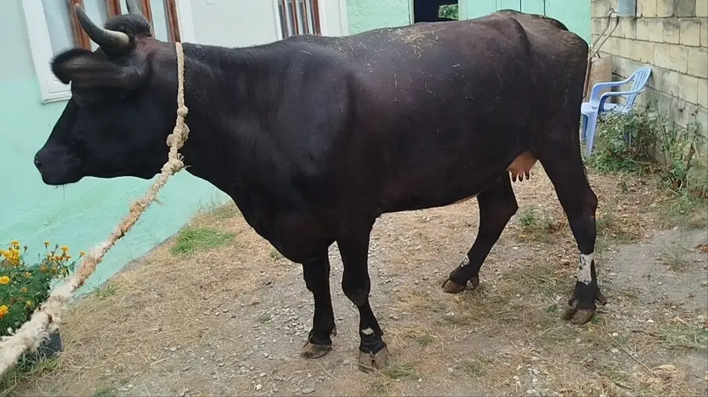 Balalı inək — Heyvanlar, Quşlar, Balıqlar, Quba