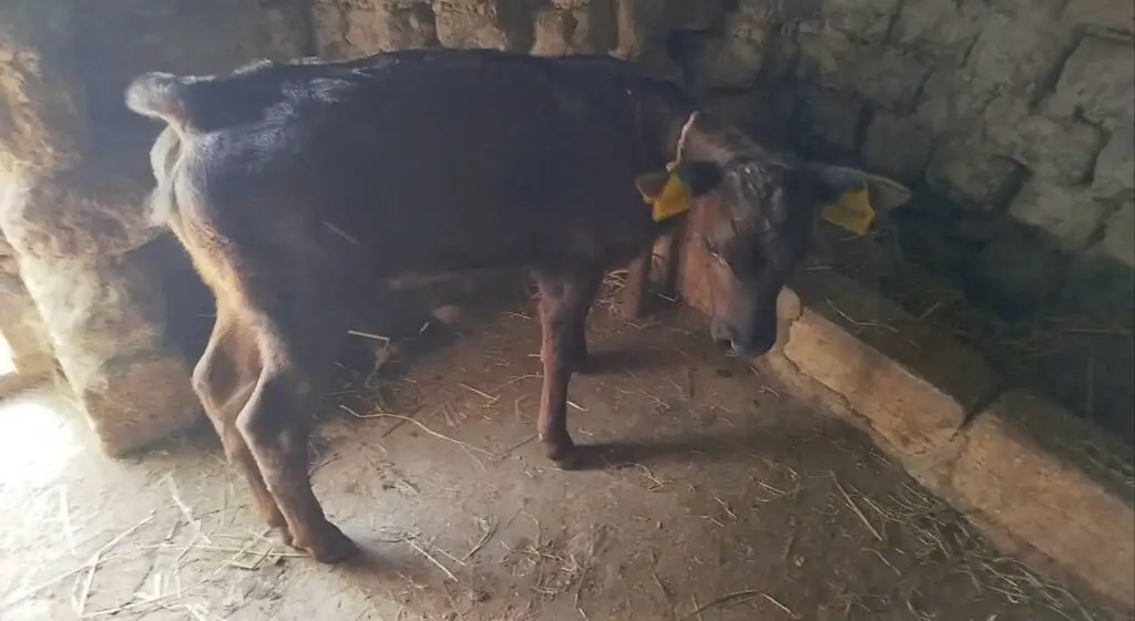 Balalı inək — Heyvanlar, Quşlar, Balıqlar, Quba