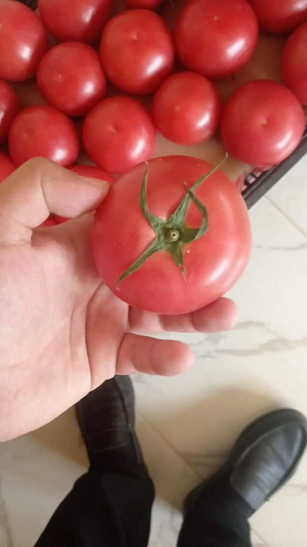 POMİDOR — Tərəvəzlər və Göyərtilər, Bakı